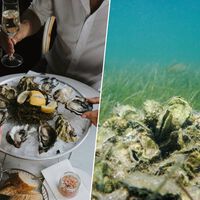 En 2007 empezaron a reciclar las conchas vacías de ostra de los restaurantes de Florida. Hoy han recuperado ya 97 arrecifes