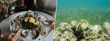 En 2007 empezaron a reciclar las conchas vacías de ostra de los restaurantes de Florida. Hoy han recuperado ya 97 arrecifes