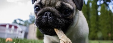 Cinco snacks caseros y baratos con los que podemos premiar el buen comportamiento de nuestros perros 
