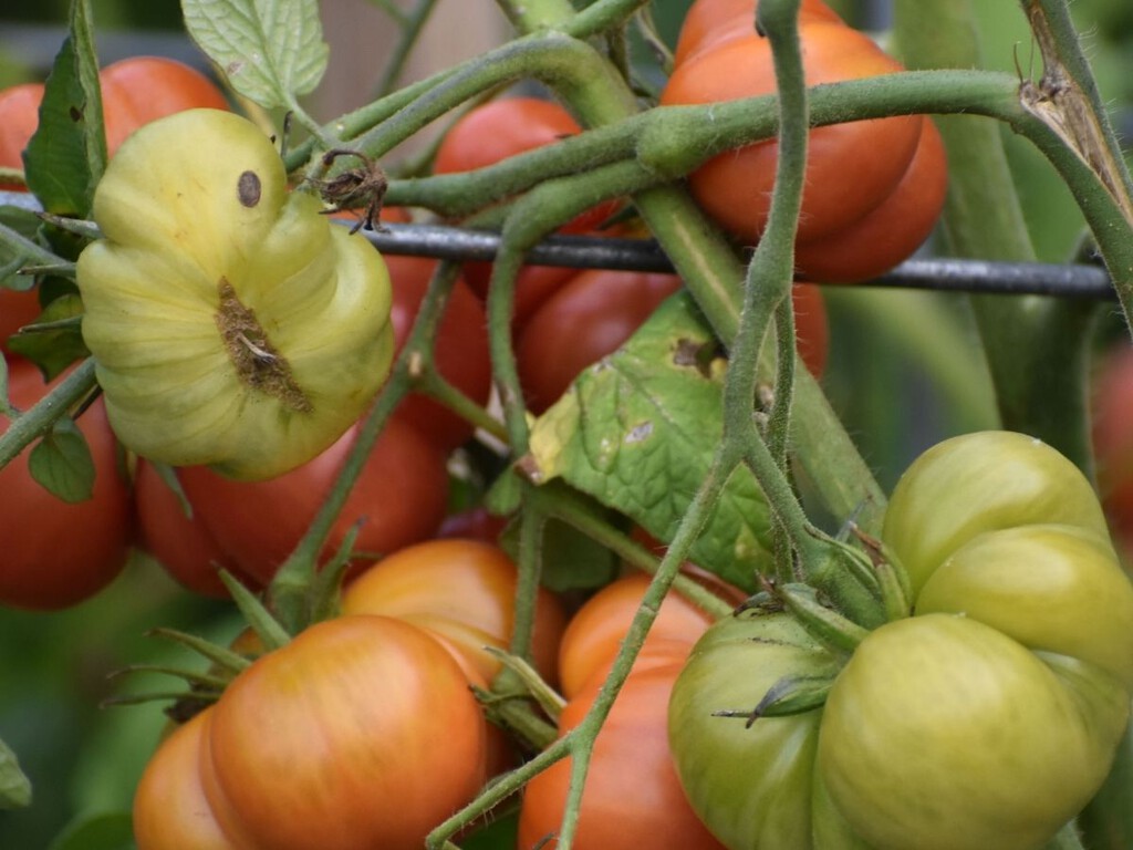 Adiós a que los tomates del huerto se agrieten y se partan con un sencillo consejo de riego