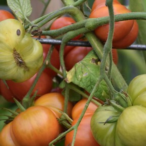 Adiós a que los tomates del huerto se agrieten y se partan con un sencillo consejo de riego
