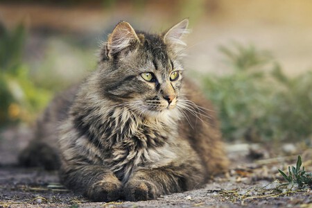 Gato Tiktok Nadando Piscina