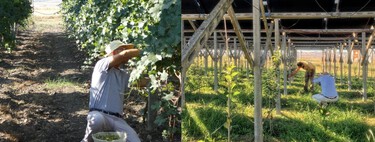 Esta bodega italiana ha descubierto por sorpresa cómo mejorar la calidad del vino: con paneles solares sobre los viñedos 