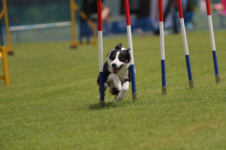 Un Border Collie practicando Agility