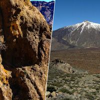 Hemos encontrado el árbol más antiguo de la UE y lleva 1.500 años instalado en un sitio muy especial: el Teide