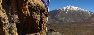 Hemos encontrado el árbol más antiguo de la UE y lleva 1.500 años instalado en un sitio muy especial: el Teide