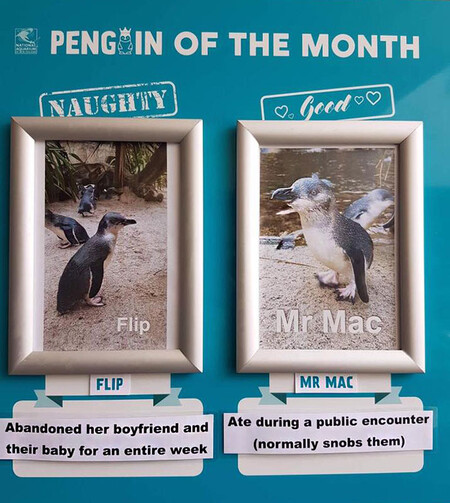 Flip y Mr. Mac