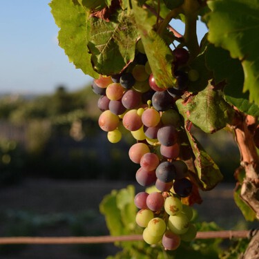 Arranca una de las vendimias más cortas y difíciles para los vinos de La Rioja: se prevén rendimientos bajos, pero de calidad 