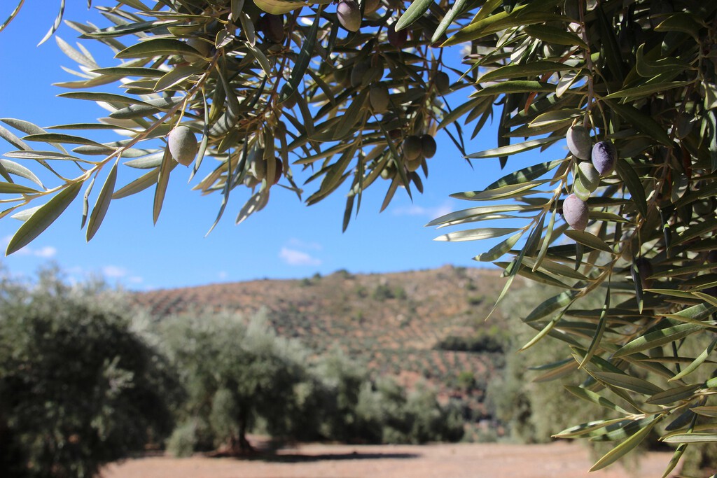Creíamos que nos encontrábamos ante una cosecha "histórica" de aceite. Los agricultores ahora prevén un baño de realidad