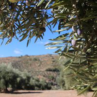 Creíamos que nos encontrábamos ante una cosecha "histórica" de aceite. Los agricultores ahora prevén un baño de realidad