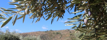 Creíamos que nos encontrábamos ante una cosecha "histórica" de aceite. Los agricultores ahora prevén un baño de realidad