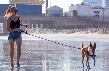 Tirar De La Correa Perros Errores