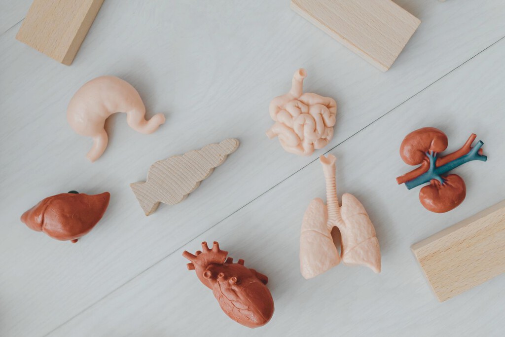 Cómo ser donante de órganos en Argentina: las formas en que podés expresar tu voluntad y qué requisitos hay que cumplir 