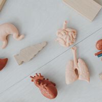 Cómo ser donante de órganos en Argentina: las formas en que podés expresar tu voluntad y qué requisitos hay que cumplir 