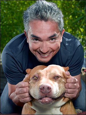 César Millán: descubriendo algunos secretos del encantador de perros