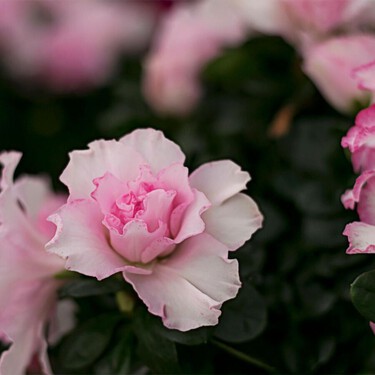 Los cuidados básicos que necesitan las azaleas en invierno para que estallen en flores la próxima primavera