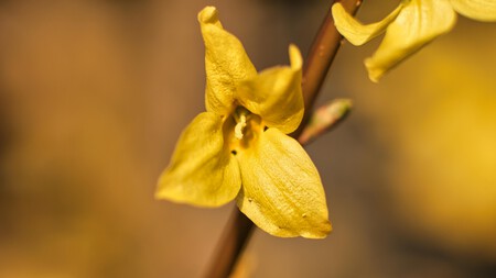 Pexels Photoscene 7238141