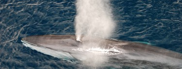 Híbridos retrocruzados: o DNA oculto das baleias azuis se cruza com outras espécies e crias híbridas 