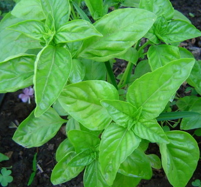 Albahaca: aroma a salud en nuestros platos