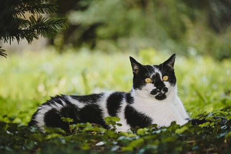 Gato Exterior
