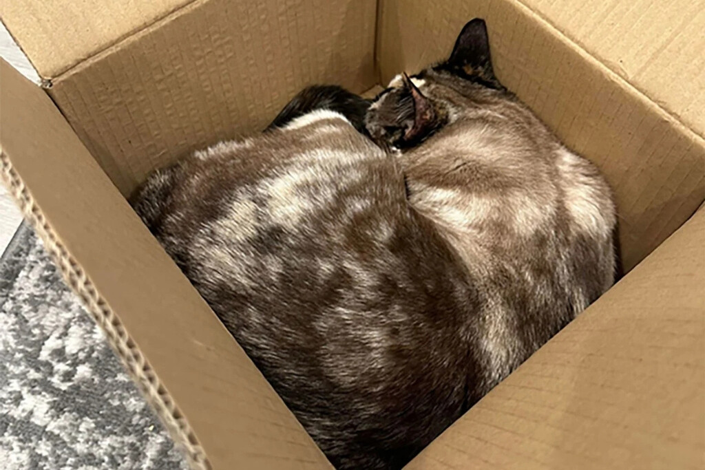 Enviaron a su gato por error en una caja de Amazon y apareció 6 días después en la otra punta del país