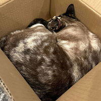 Una familia envió a su gato por error a través de Amazon y lo encontraron 6 días después en la otra punta del país