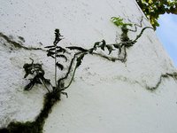 Las grietas del mercado laboral y su influencia en el autoempleo