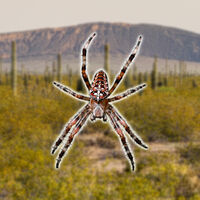 Esta pequeña araña llevaba años viviendo en Hermosillo hasta que los científicos descubrieron que era una especie nueva 