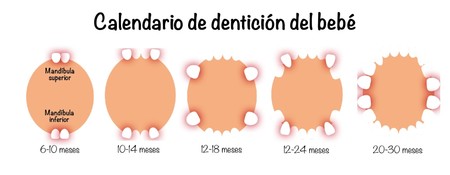 Calendario De Denticion Bebe Mesa De Trabajo 1