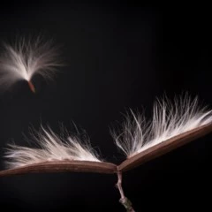 Foto 10 de 10 de la galería mundo-vegetal en Xataka Foto