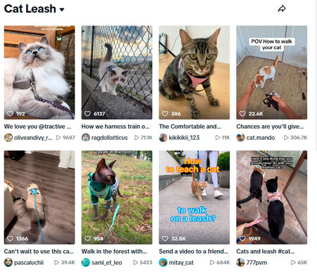 Walking cats 2