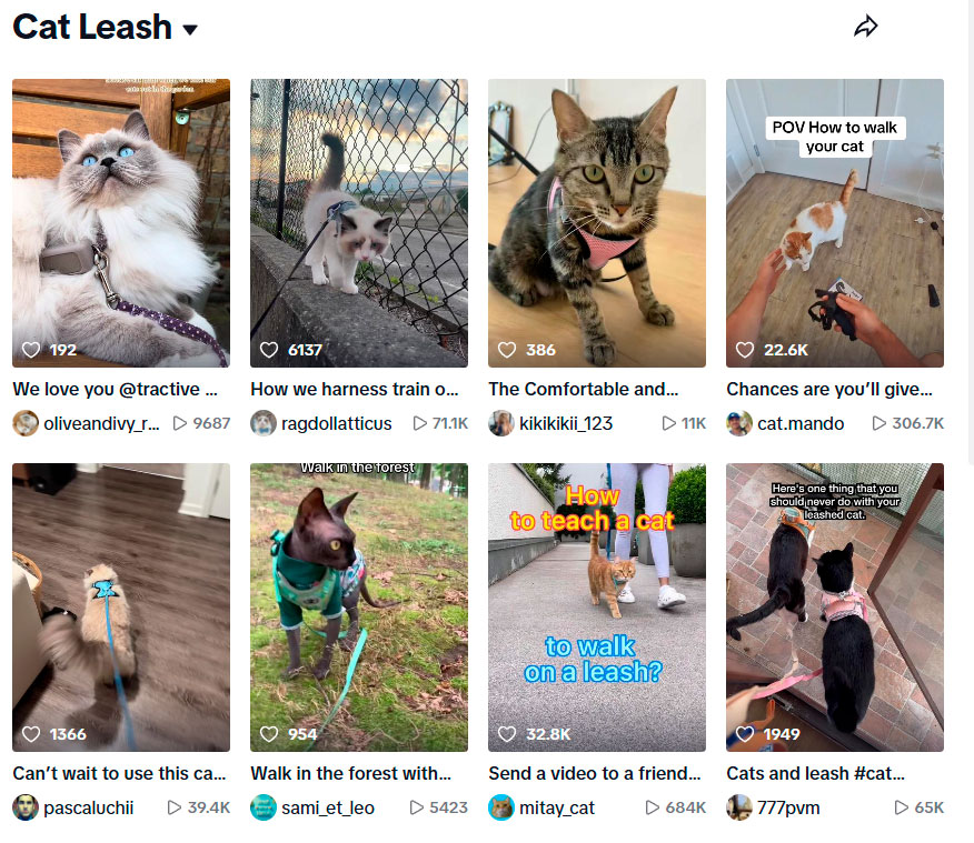 Pasear Gatos 2