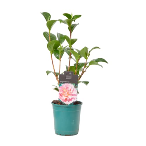 Verdecora Camelia - Arbusto Natural con Flor