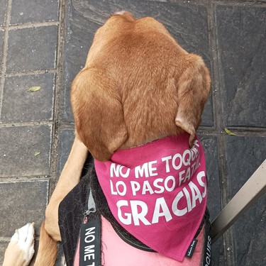 Un mensaje para los que tocan perros ajenos sin preguntar