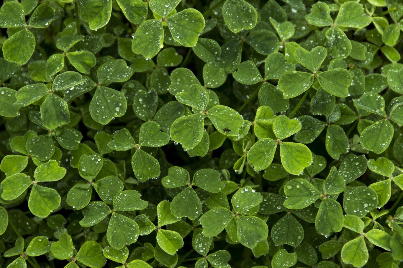Un San Patricio diferente: cinco visitas virtuales para disfrutar Irlanda