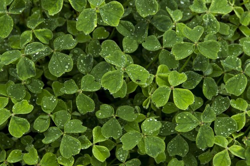 Un San Patricio diferente: cinco visitas virtuales para disfrutar Irlanda