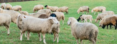 La nueva tecnología para proteger ovejas parece medieval: una armadura con púas 