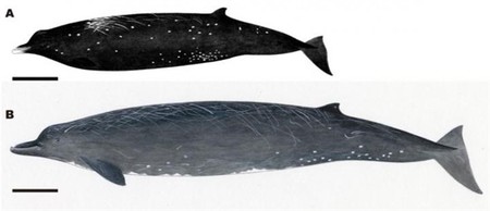 Se encuentra una nueva especie de cetáceo en las costas de Japón: la Ballena Negra