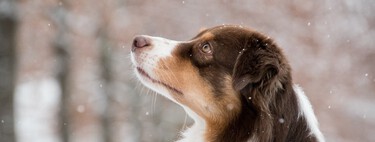 ¿Está prohibido criar perros pastores y de caza con la nueva Ley de Bienestar animal? 