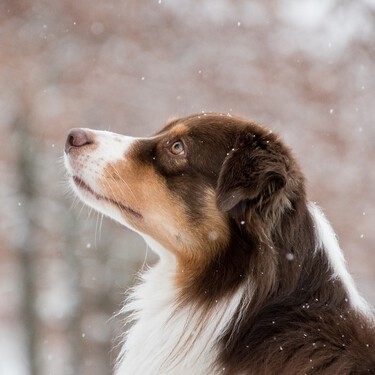 ¿Está prohibido criar perros pastores y de caza con la nueva Ley de Bienestar animal? 