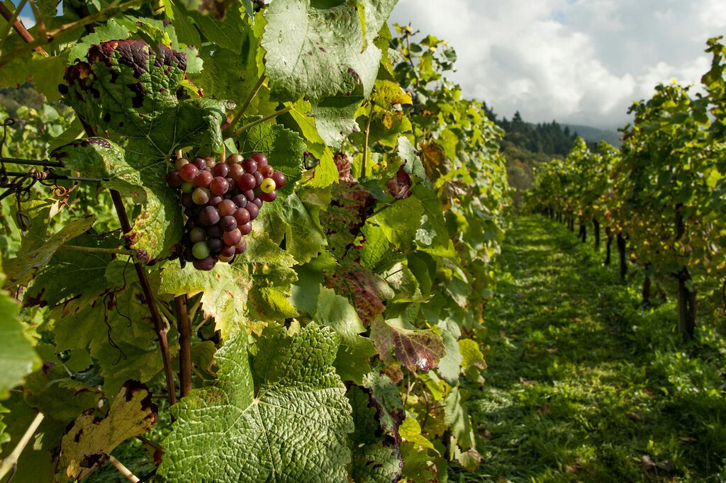 El sector del vino no levanta cabeza: los agricultores esperan una de las peores vendimias de lo que va de siglo