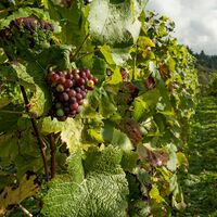 El sector del vino no levanta cabeza: los agricultores esperan una de las peores vendimias de lo que va de siglo