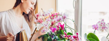 Con este simple ingrediente obrarás un "milagro" en tus orquídeas: una especia muy común de casa que revitaliza nuestras plantas 