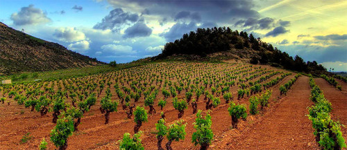 Ruta enoturística por la D.O.Rueda