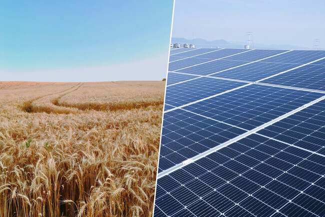 Trigo Y Placas Solares