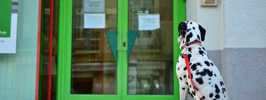 Esta es la nueva multa por dejar a tu perro atado a la puerta del supermercado 