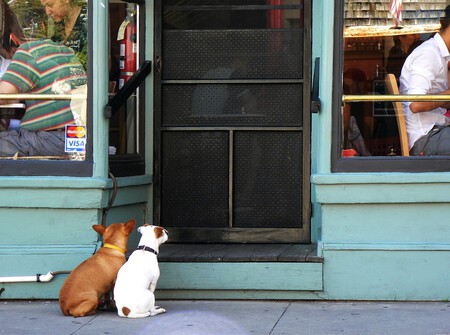 Perros Podran Acceder A Trenes Bares Hoteles Por Ley Negocios Privados No