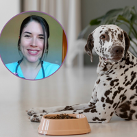 Soy veterinaria y este es el alga que le echo a mi perro en la comida para evitar el sarro 