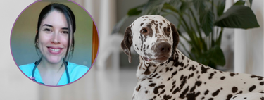 Soy veterinaria y este es el alga que le echo a mi perro en la comida para evitar el sarro 