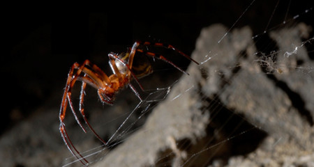 Se obtiene fibra más fuerte gracias a seda de araña con grafeno